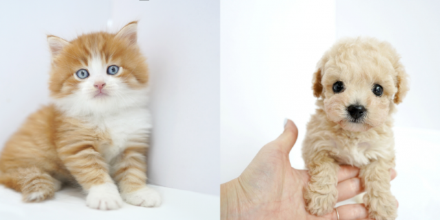 [플래나]후불_13회_공무원수험신문_미유펫_0320예약송출(오전 9시).png