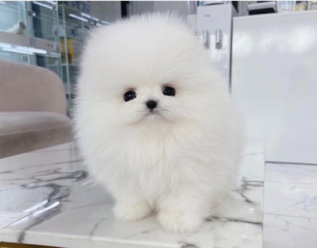 [플래나]후불_16회_공무원수험신문_미유펫_0324예약송출(오전 10시).jpg