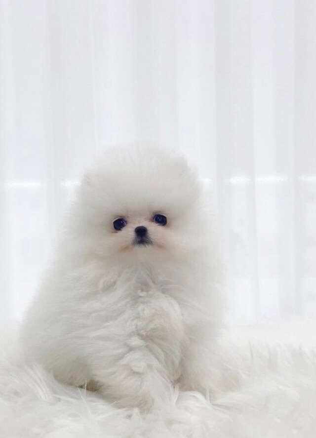 [플래나]후불_23회_공무원수험신문_미유펫_0330예약송출(오전 11시).jpg