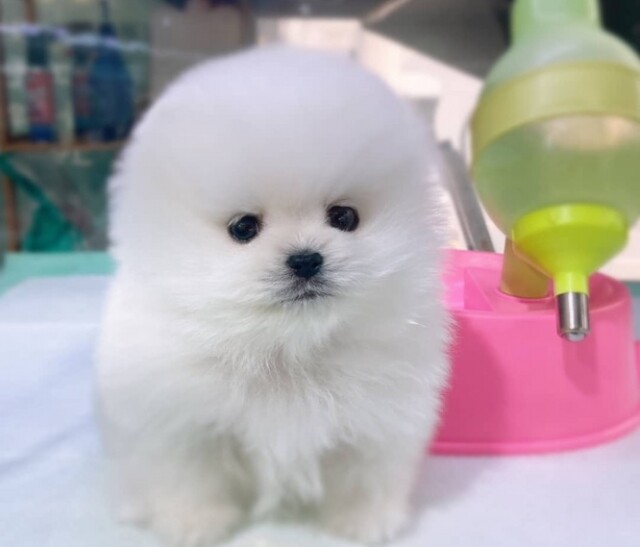 [플래나]후불_9회_공무원수험신문_미유펫_0410예약송출(오전 10시).jpg