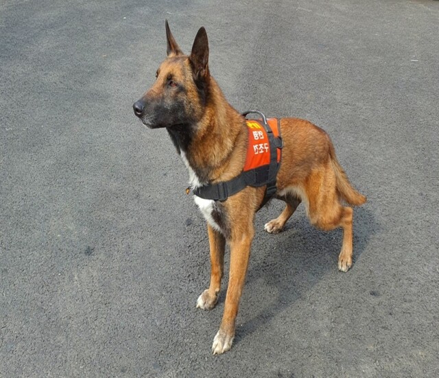 구조견 전진.jpg